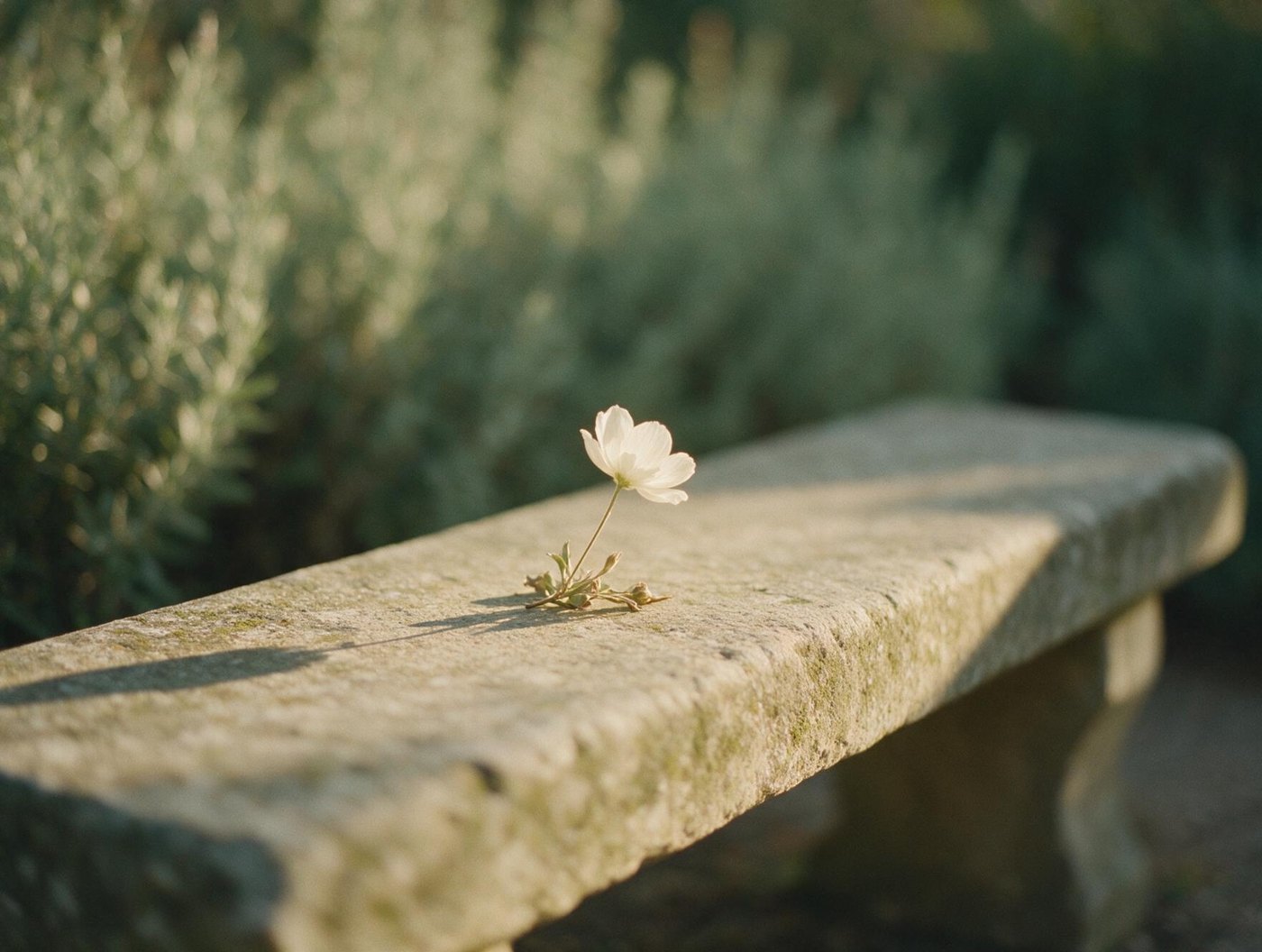 Una flor blanca sobre un banco de piedra, con sombra larga de atardecer